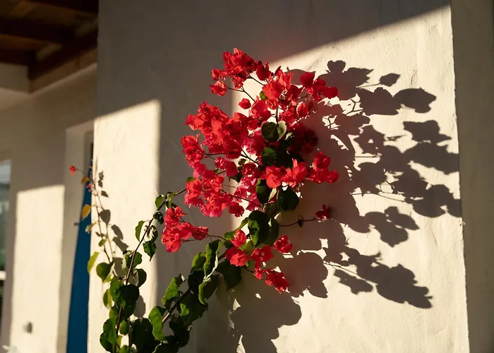 Kır Evi La Milagrosa Surf House & Cowork